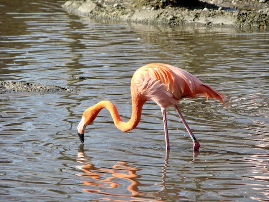 Caribbean flamingo